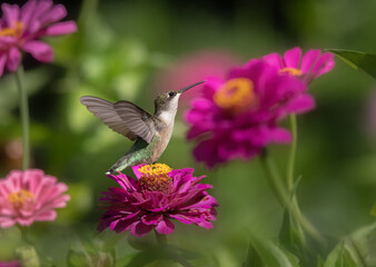 hummingbird on pink flower