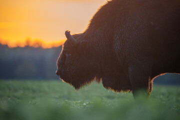 Bison silhouette at sunset