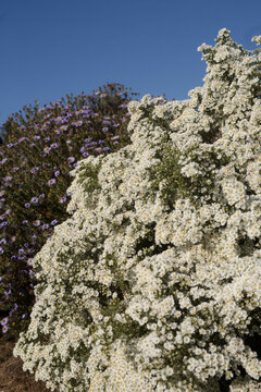 Lush White and Purple Flowers Blooming Under Clear Blue Sky