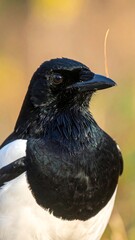 Close-up of a black and white bird with sharp features