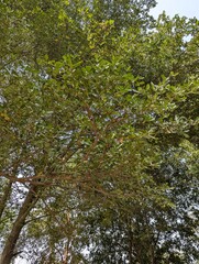 A view looking up into the canopy of a tree with green leaves and blue sky