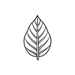 Natural leaf outline PNG