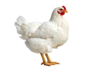 Cleanly Isolated, a plump, white chicken stands against a stark black background, showcasing its detail