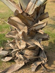 Close up view of a palm tree trunk with cut fronds and grass in the background