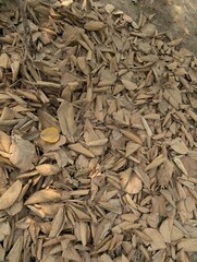 A dense layer of dry leaves covering the ground with a solitary yellow leaf