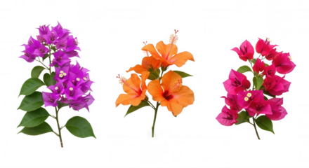 Vibrant bougainvillea and hibiscus flowers in shades of pink orange and magenta isolated on a transparent background