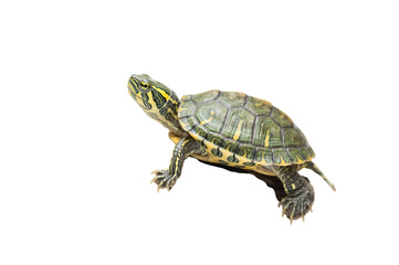 Fototapeta premium Detailed image of a turtle with a green and yellow shell