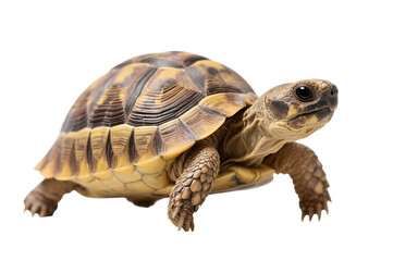 Fototapeta premium Tortoise walking with a detailed shell and textured skin