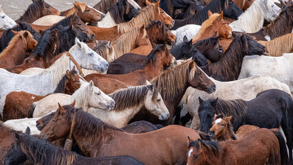 Herd of thoroughbred horses in the background © EMILIA