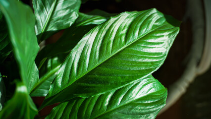 Glossy Green Tropical Leaf Close-Up