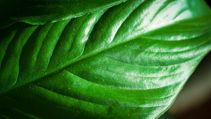 Glossy Green Tropical Leaf Close-Up