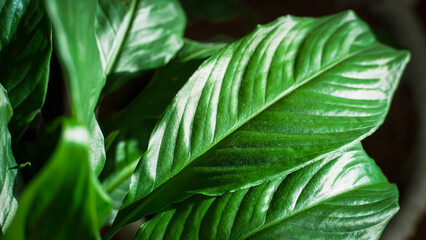 Glossy Green Tropical Leaf Close-Up
