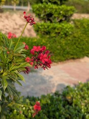 Naklejka premium A close up of a jatropha integerrima plant with red flowers in a garden area