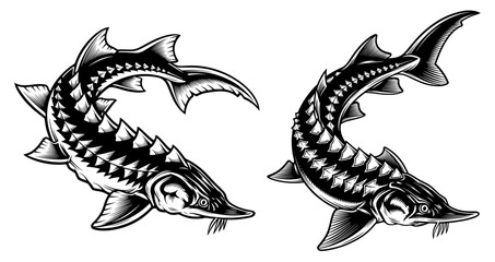 Two sturgeon fish in black and white vintage drawing style