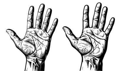 Two hands, hand drawn illustration of palmistry, palm reading and fortune telling