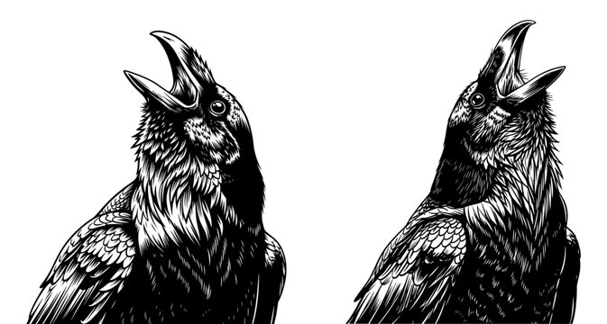 Two raven heads, hand drawn engraving style illustration of bird and wildlife