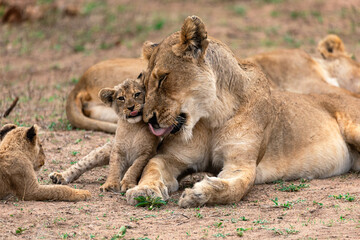 Lion cub with mother