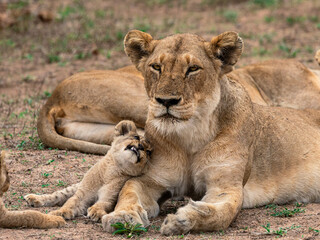 Lion cub with Mother