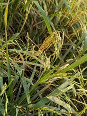 A close up view of a rice plant with grain heads in a field during daytime