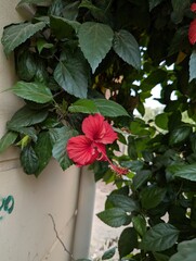 A vibrant red hibiscus flower blooming amidst lush green foliage on a wall side