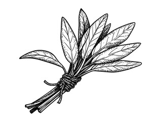 Botanical-style illustration of a tied bundle of sage leaves on a solid black background