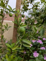 A close up of a lime tree with small green limes and pink flowers in the garden