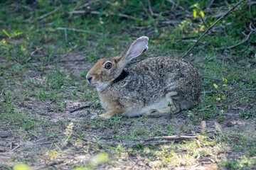 An Indian hare is seen resting on the ground. This medium-sized hare has long ears, large eyes, and a brownish-grey coat, blending into its habitat.