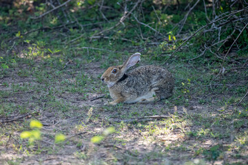 An Indian hare is seen resting on the ground. This medium-sized hare has long ears, large eyes, and a brownish-grey coat, blending into its habitat.