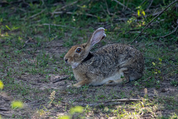 Fototapeta premium An Indian hare is seen resting on the ground. This medium-sized hare has long ears, large eyes, and a brownish-grey coat, blending into its habitat.
