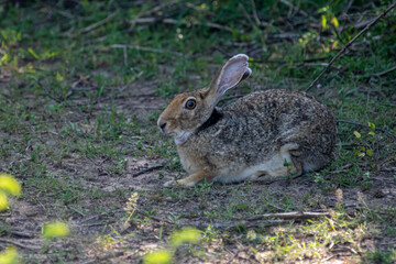 An Indian hare is seen resting on the ground. This medium-sized hare has long ears, large eyes, and a brownish-grey coat, blending into its habitat.