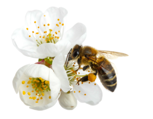 Close-up of a honeybee gathering pollen from white blossom petals, isolated against a black background