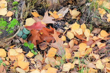 Close-up of a small oak sapling with vibrant red leaves against a background of fallen brown leaves and grass
