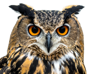 Close-up of a majestic owl with bright orange eyes and intricately patterned plumage, isolated on black
