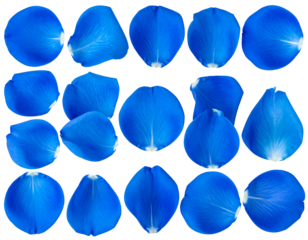 Cobalt petals float. Each isolated on black, revealing delicate veins and curved shapes in a vibrant azure hue