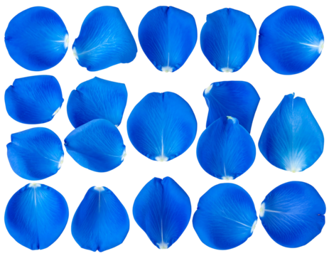 Cobalt petals float. Each isolated on black, revealing delicate veins and curved shapes in a vibrant azure hue