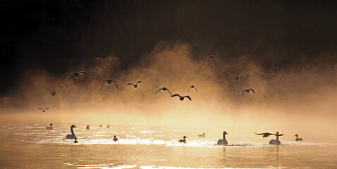 朝霧で霞む中を飛び来る鴨の群れ、幻想的、エコロジーイメージ