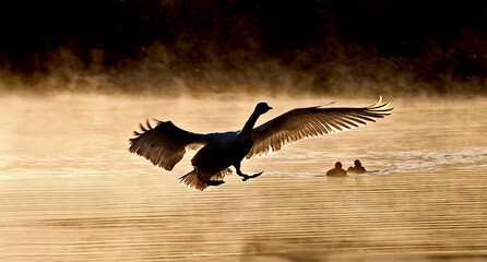 朝霧で霞む中を翼を広げ飛ぶ1羽の白鳥、、幻想的、エコロジーイメージ