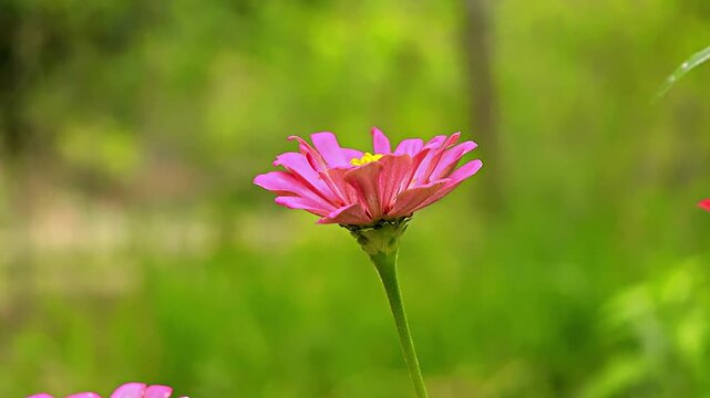 Flor rosa em destaque revela sua delicadeza e cor vibrante, contrastando com o fundo verde suave e desfocado que real&ccedil;a sua beleza natural.