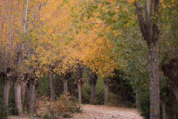 Trees in vibrant defiance. Autumn painting the nature.
