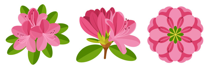 Pink azalea flowers set, three decorative blooms with leaves, garden shrub clipart, vibrant petals, botanical vector, isolated background