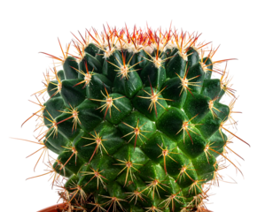 Close-up of a small, rounded cactus with green textured skin and orange spines on a black backdrop