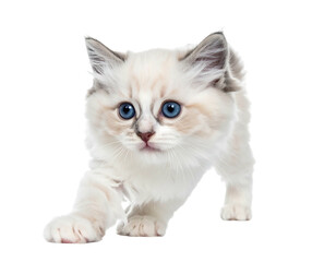 Obraz premium Creamy kitten with striking blue eyes is crouched low, ready to pounce, against a black background