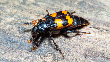 colorado potato beetle