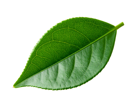 Close-up of a vibrant green leaf with visible veins on a stark black background, showcasing its texture