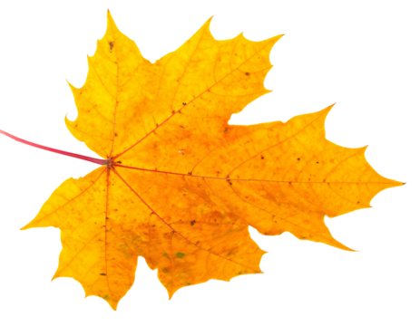 Close-up of a vibrant yellow maple leaf against a stark black backdrop, showing intricate veins and serrated edges