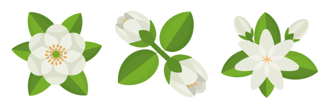Jasmine bloom set, white petals and buds, fresh green leaves, fragrant garden icon pack, minimal botanical vector