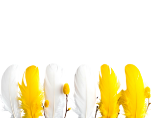 Array of white and yellow feathers, some with small flowers, against a stark black background, compositionally pleasing