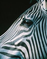 Obraz premium A zebra's face is shown in black and white