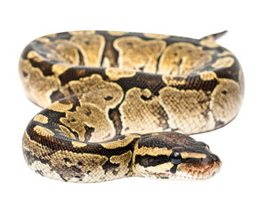 Obraz premium Coiled snake with brown & beige patterned scales, head turned slightly forward, against a black background