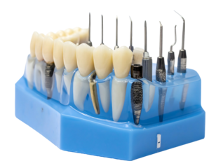 Artificial teeth anchored with dental tools on a blue base, set against a clean white backdrop